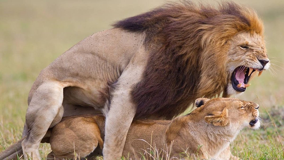 Спаривание диких животных