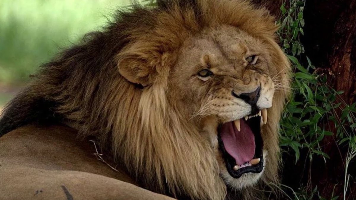 Юго-Восточный Африканский (трансваальский) Лев