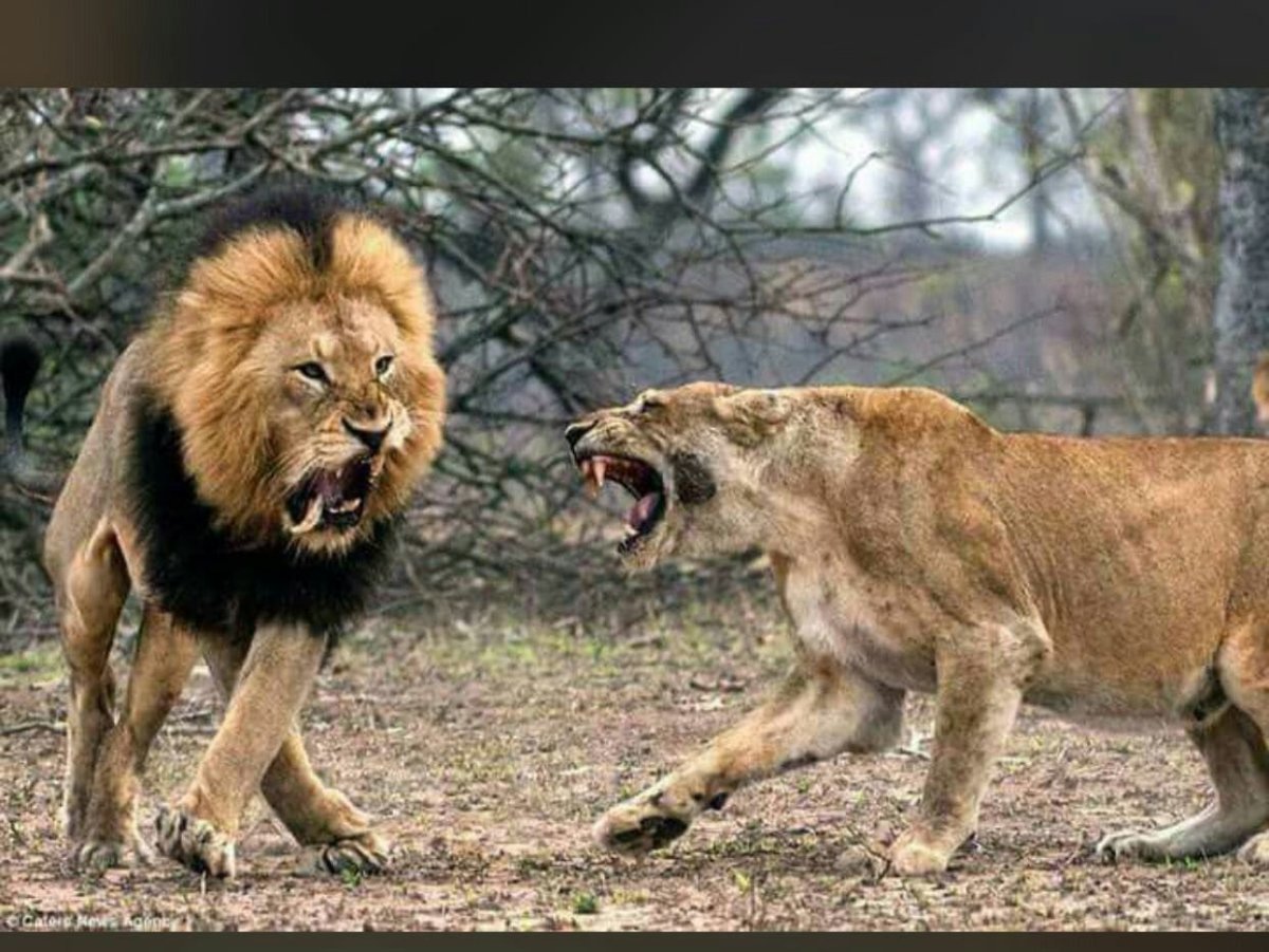 Разъяренный Лев