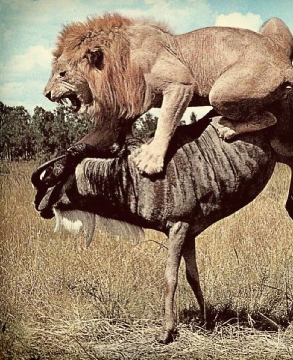 Не важно кто прав важно кто Лев