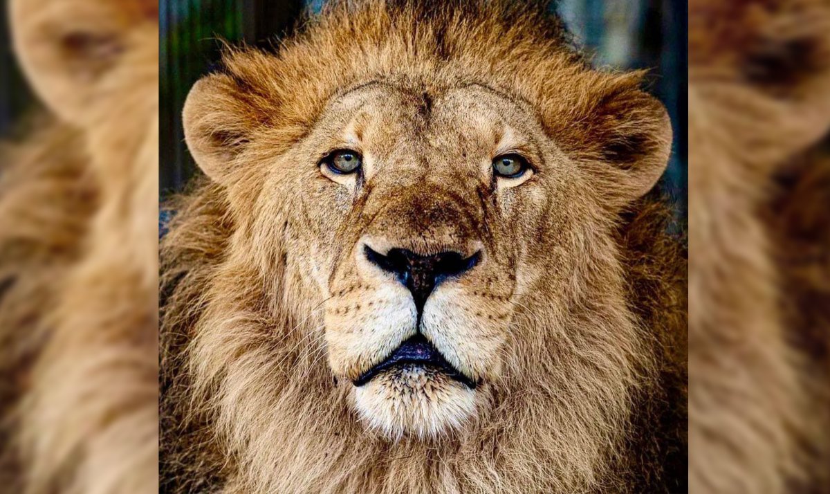 Чучело Льва короля Швеции