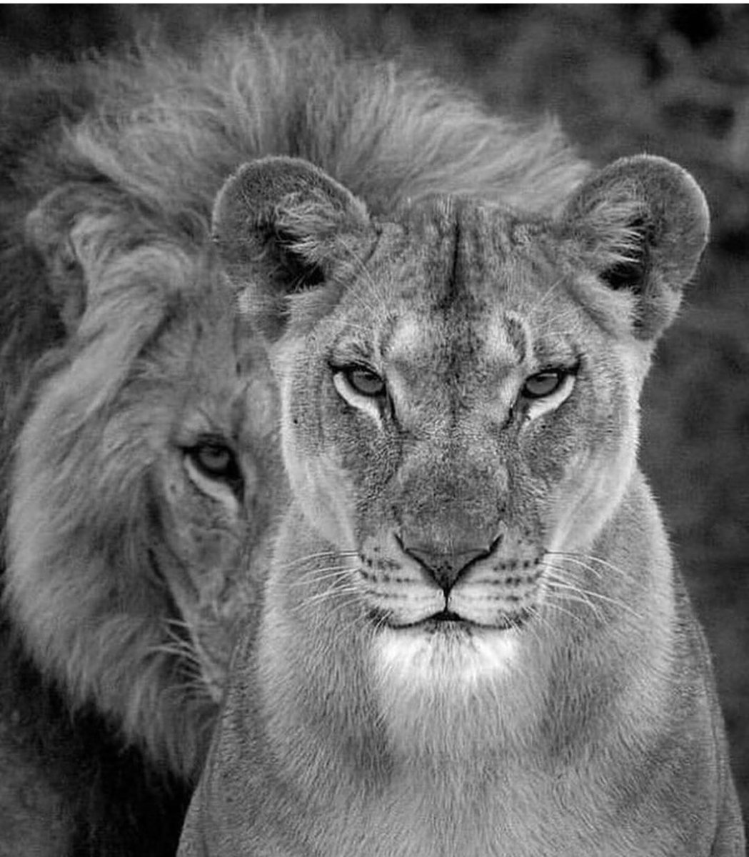 Лев и львица