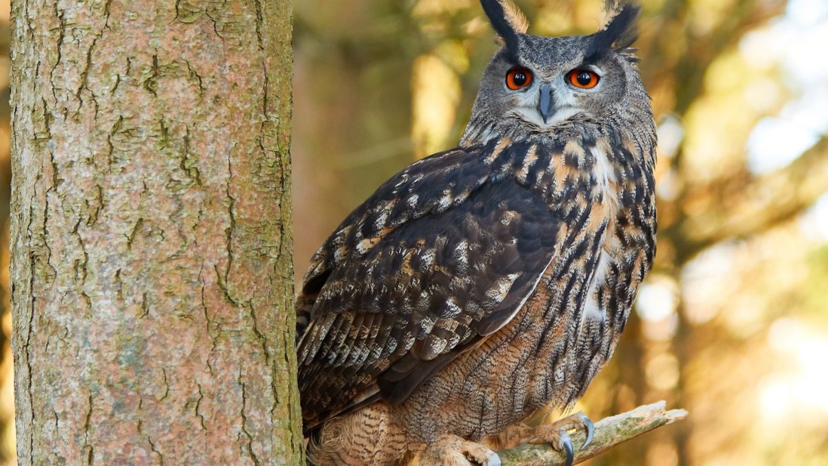 Филин птица