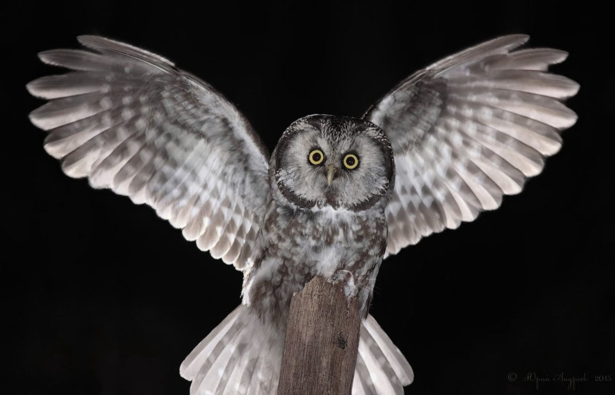 Мохноногий Сыч