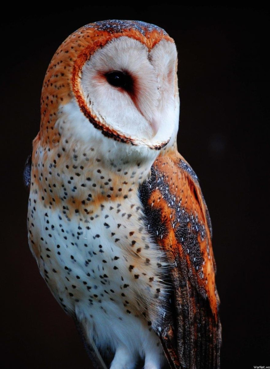 Сипуха Тито Альба