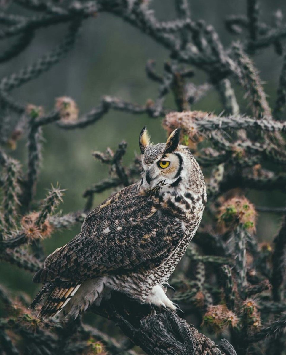 Сова Эстетика