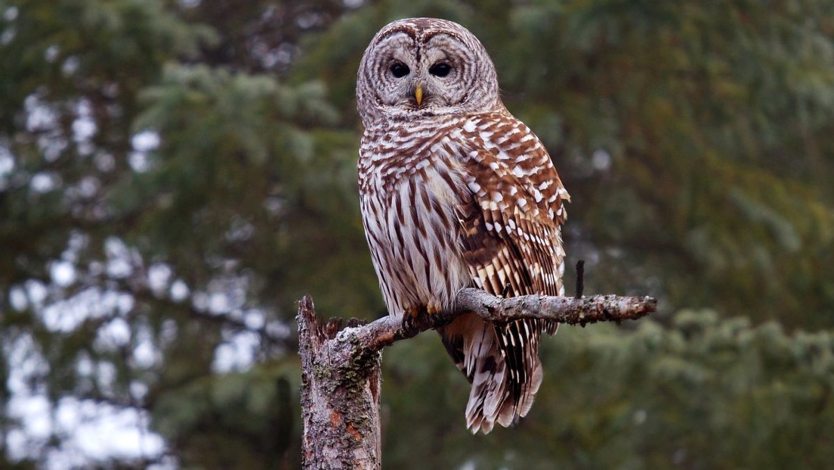 Совы фотографируются