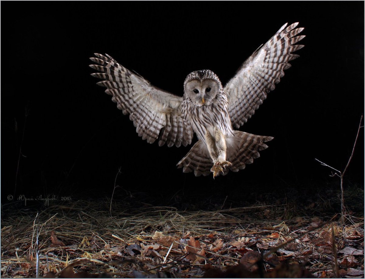 Мононогий Сарыч в полете