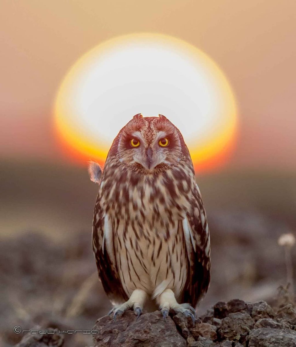 Совы завораживающие