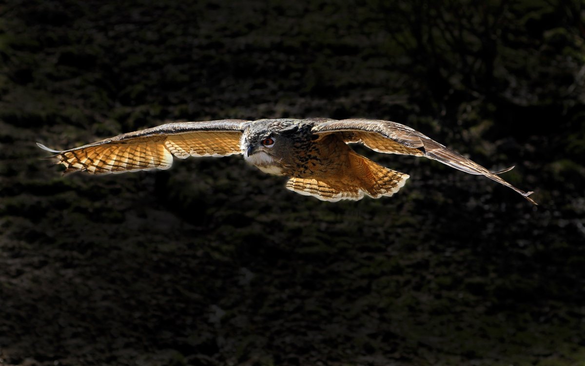 Ночные птицы