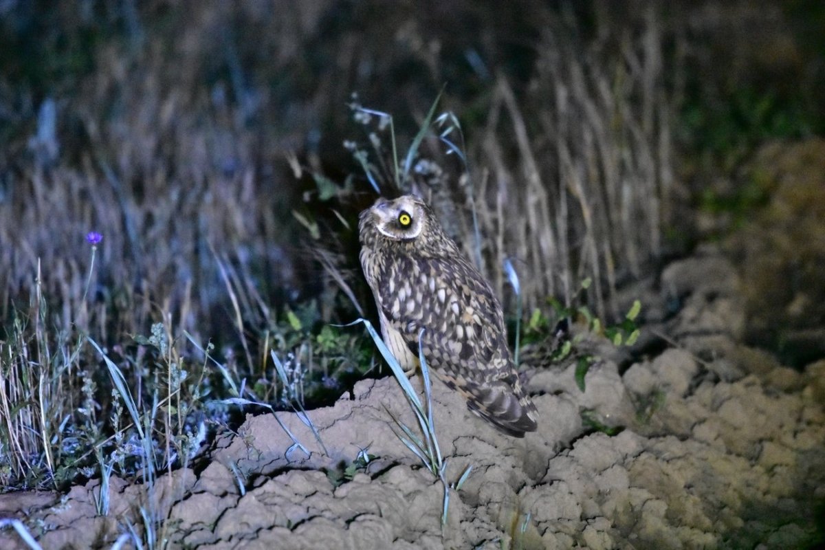 Хищные ночные птицы Подмосковья
