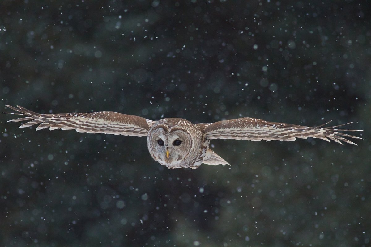 Сова в полете