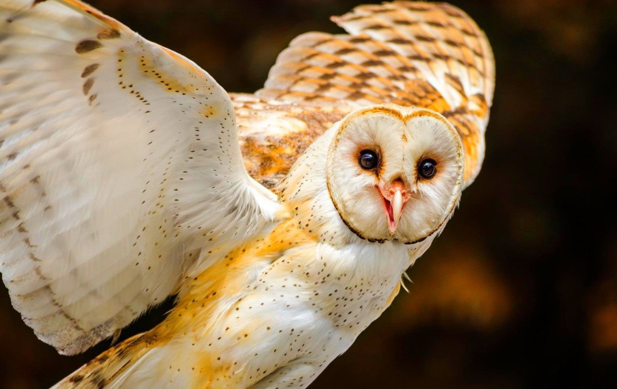 Сова сипуха обыкновенная