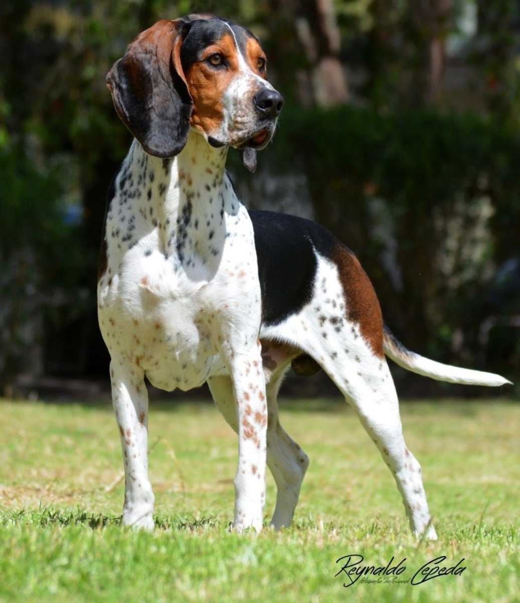 Истринская короткошёрстная гончая