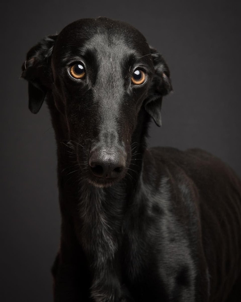 Ивисская борзая Поденко ибиценко