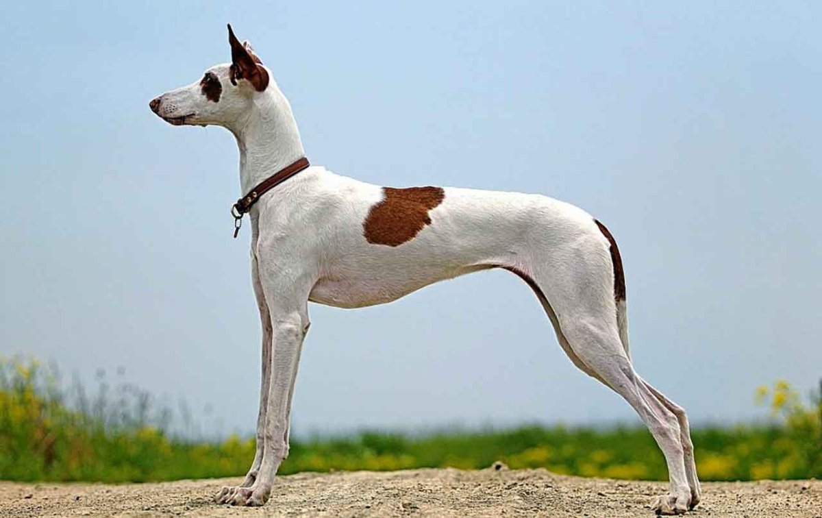 Поденко ибиценко мраморный