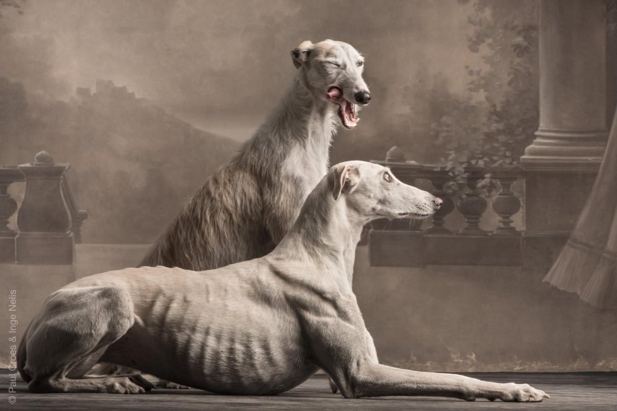 Борзая Азавак