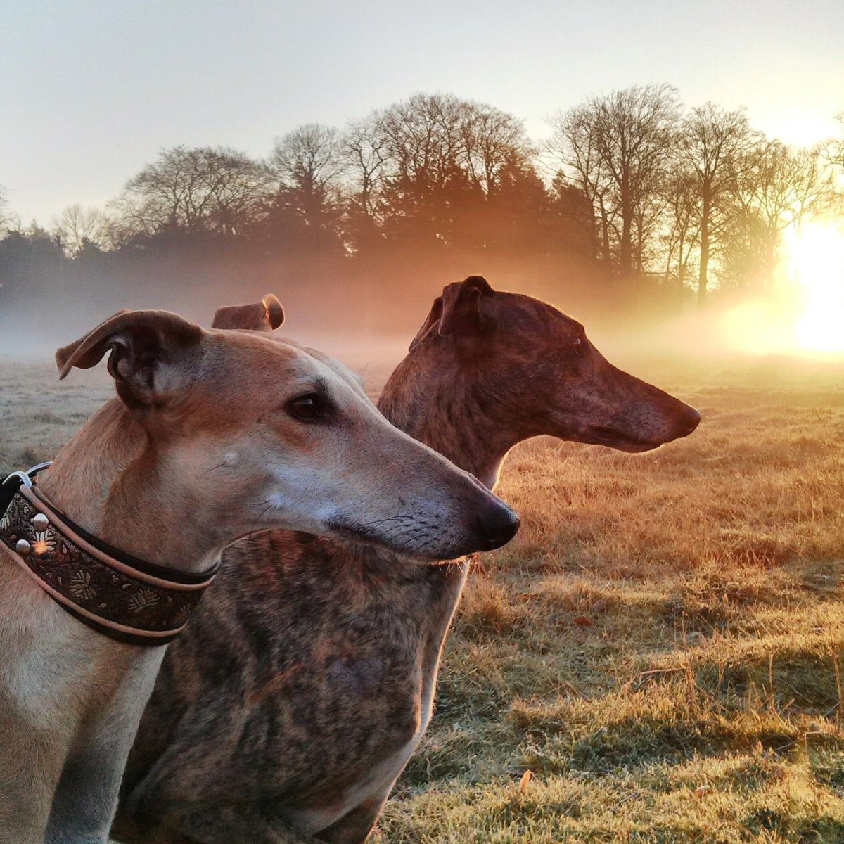 Грейхаунд Мустанг