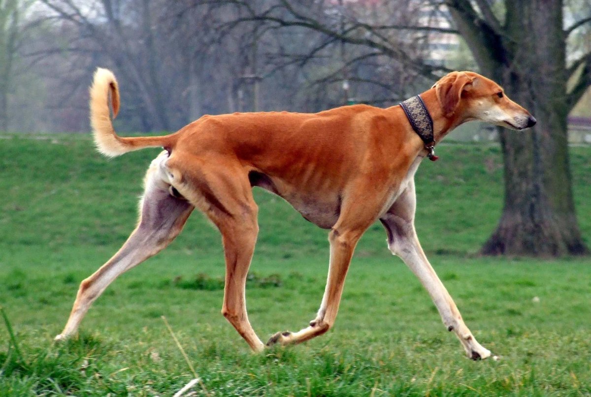 Породы собак по группам ФЦИ