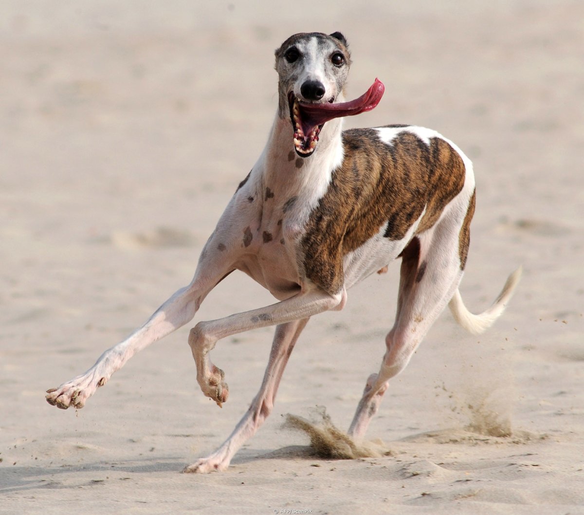 Ищейка бладхаунд (гончая)