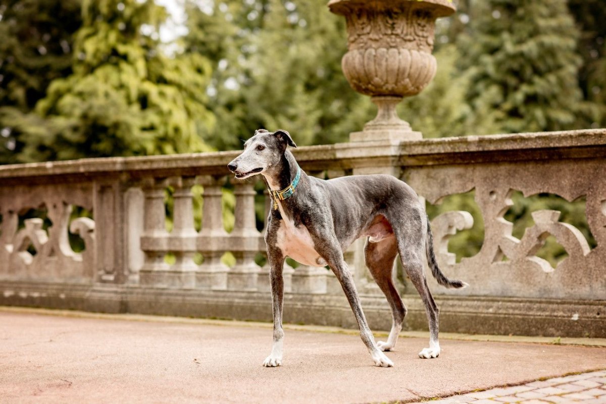 Порода сабуэсо Эспаньол