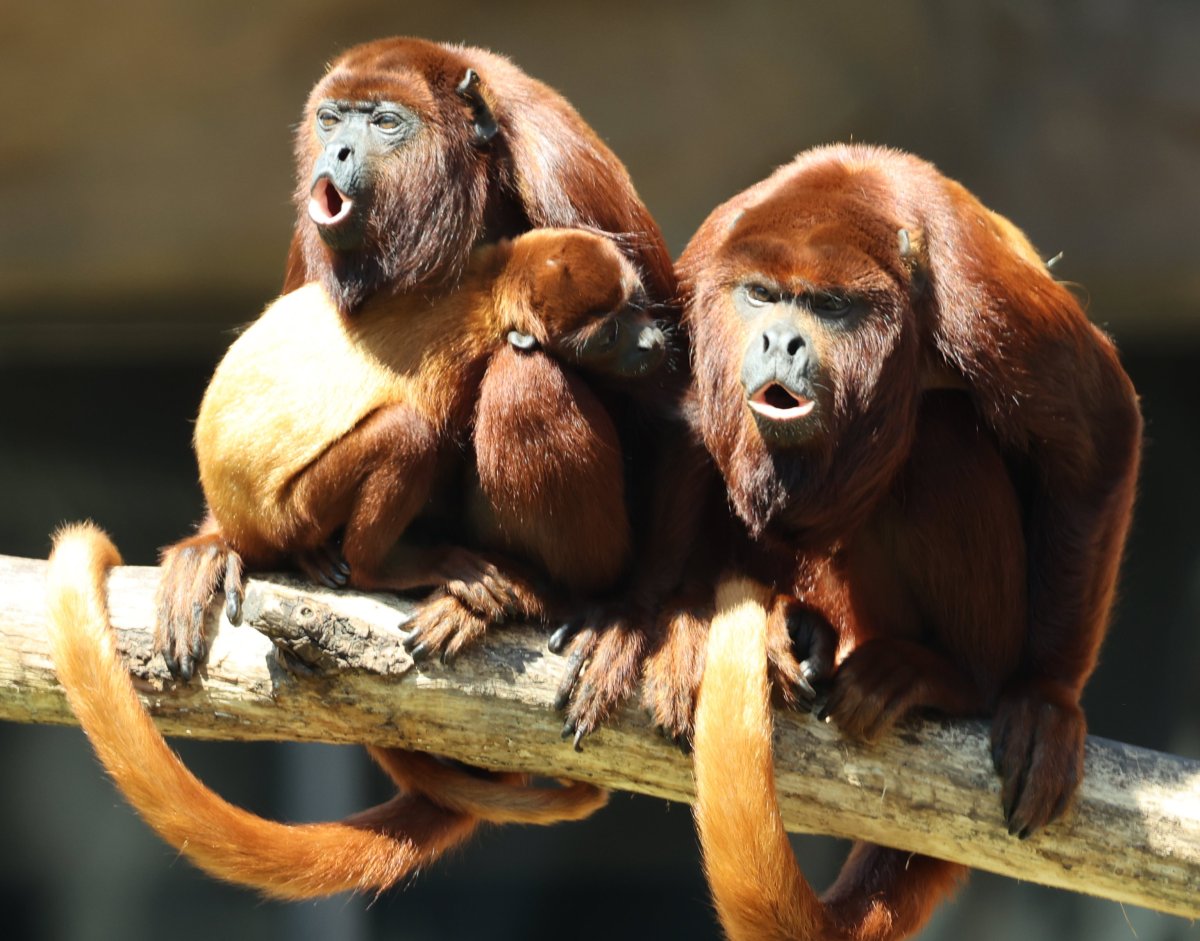 Краснорукий Ревун