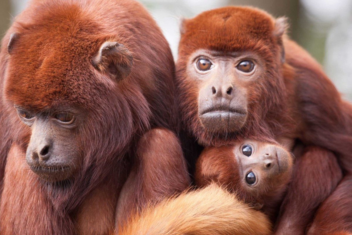 Коибский Ревун