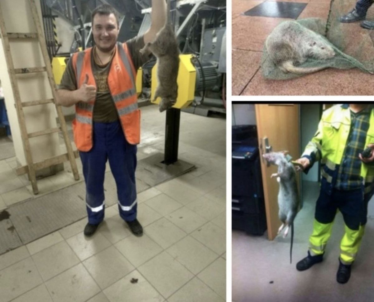 Крысы в Московском метро