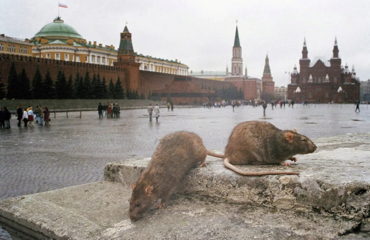 Крысы в метро Московском метро