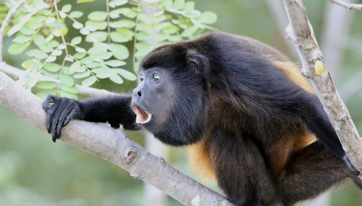 Обезьяна Ревун презентация