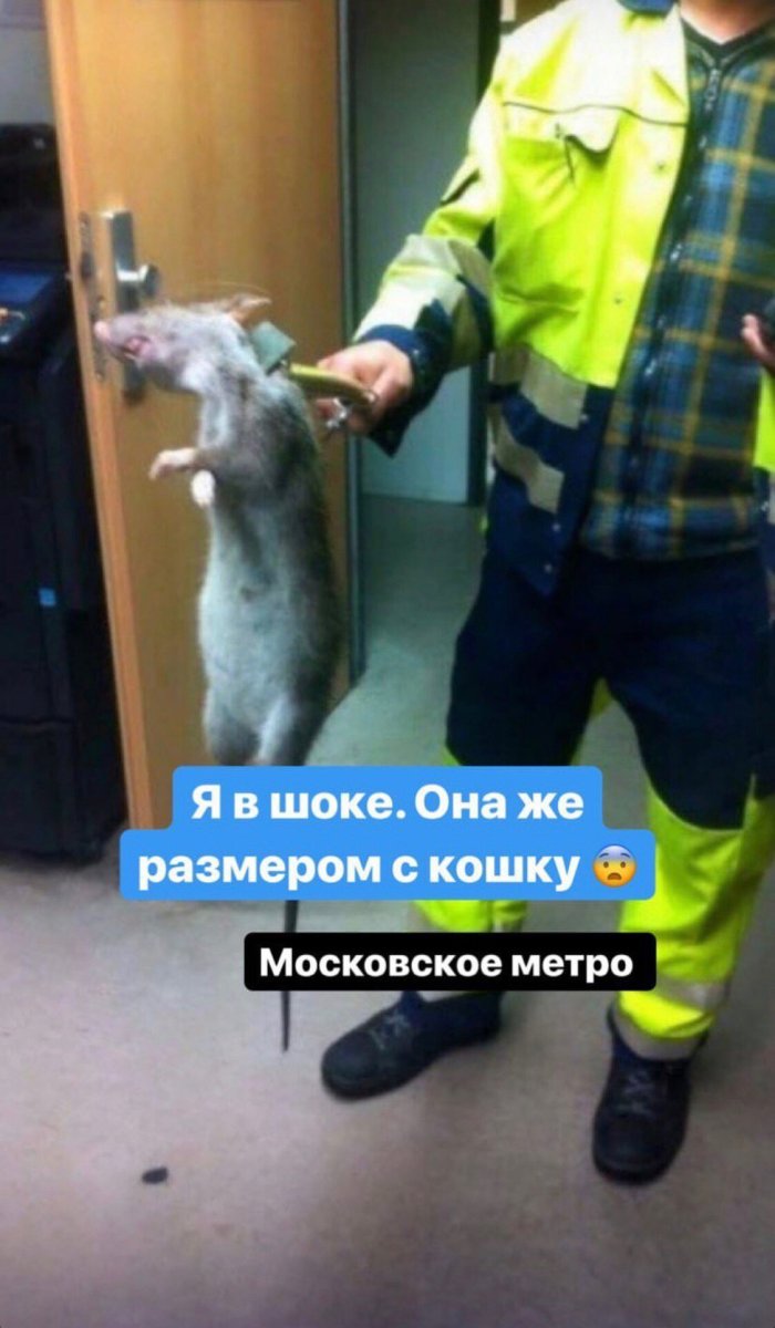 Крысы в Московском метро