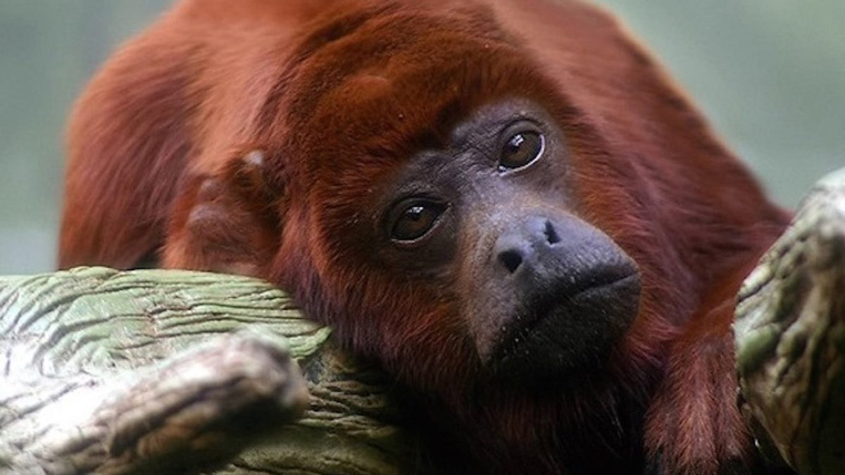 Центральноамериканский Ревун