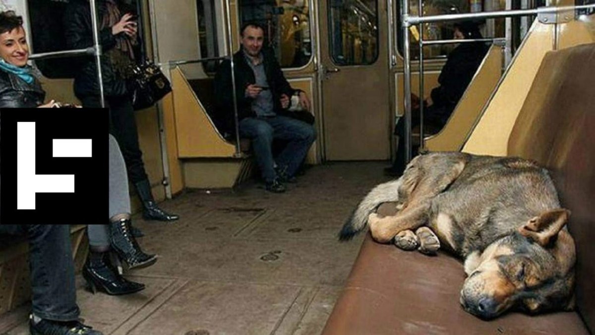 4 Крысы