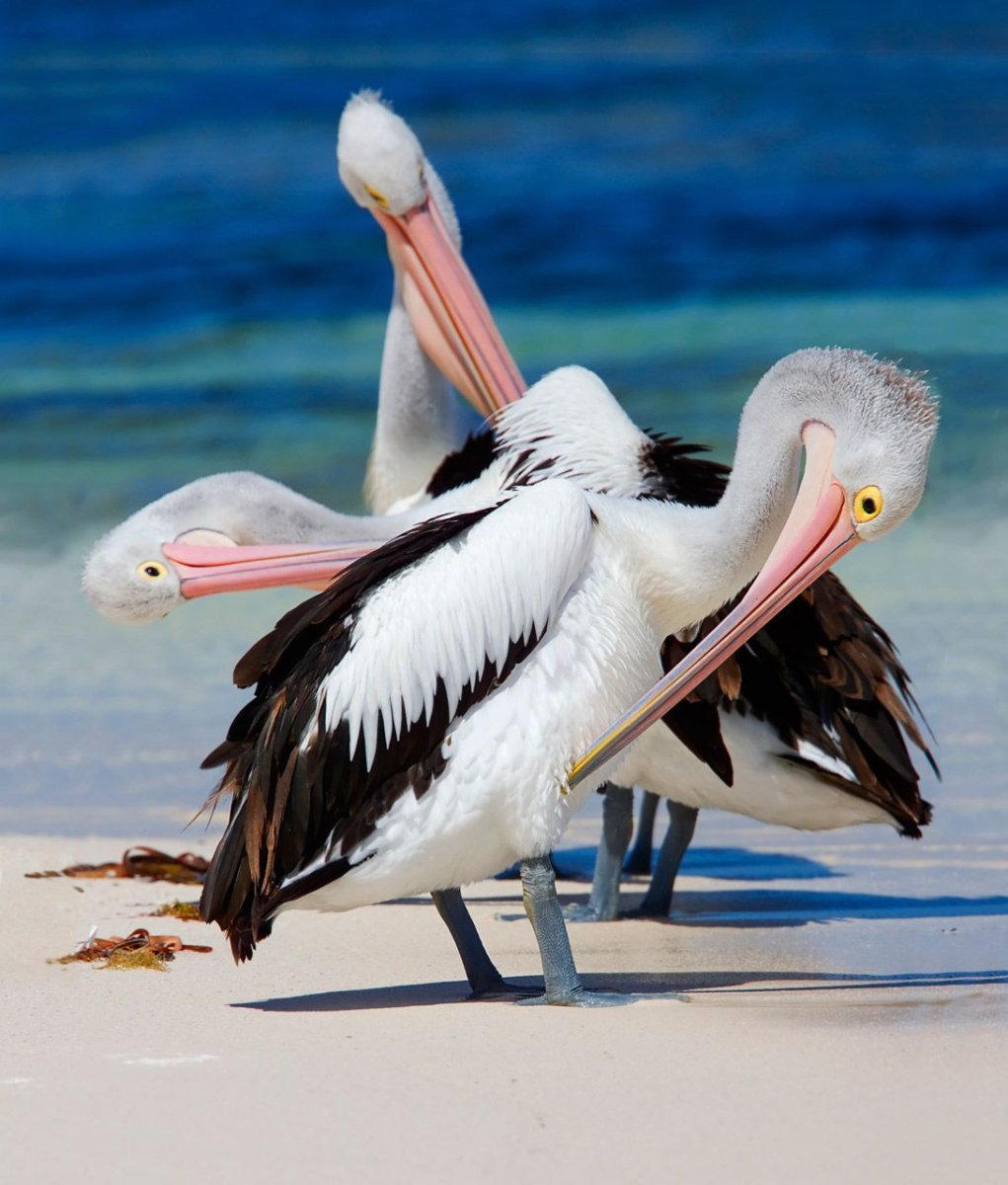 Угорь мешкорот