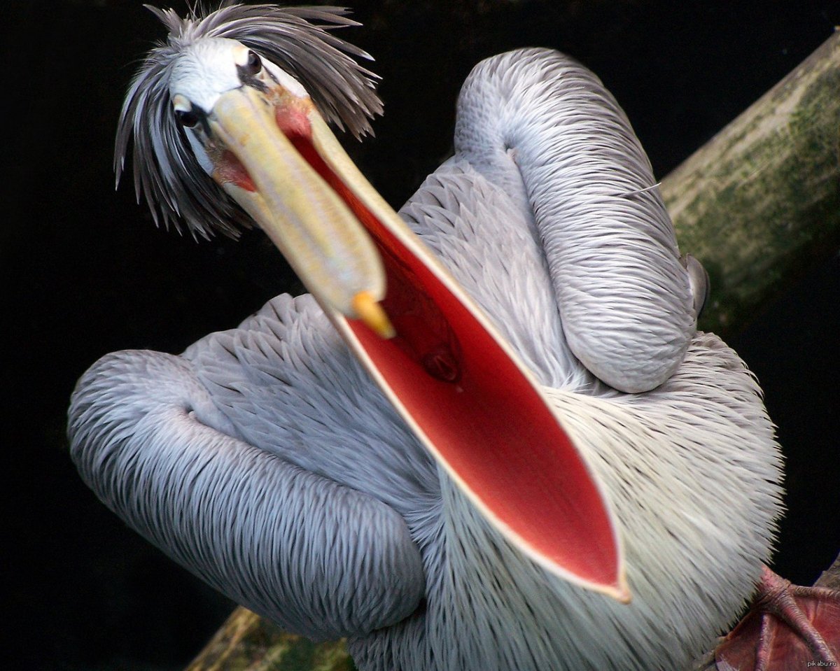 Пеликан с открытым клювом