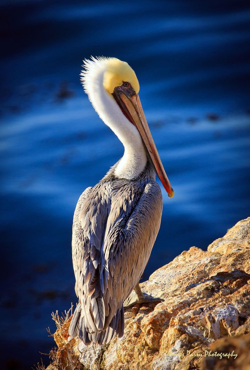 Пеликан фото птицы с рыбой