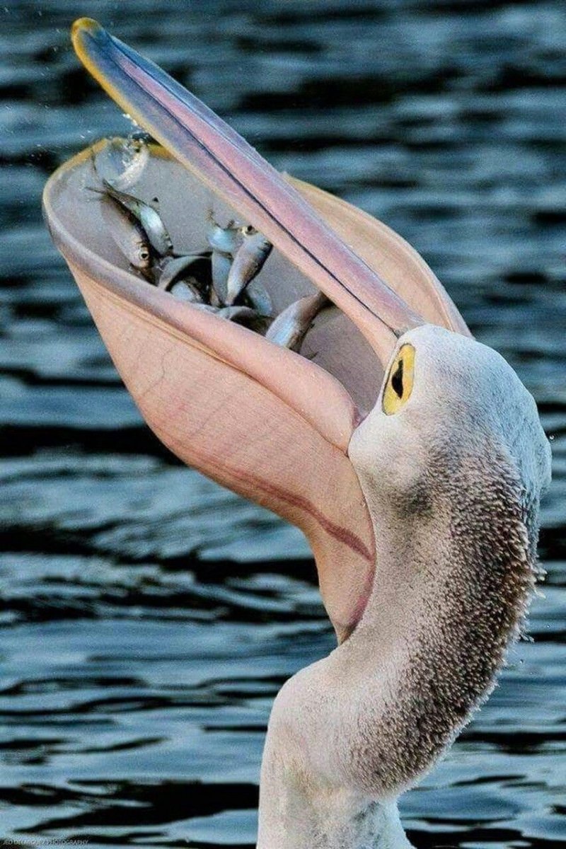 Мохнатый Пеликан