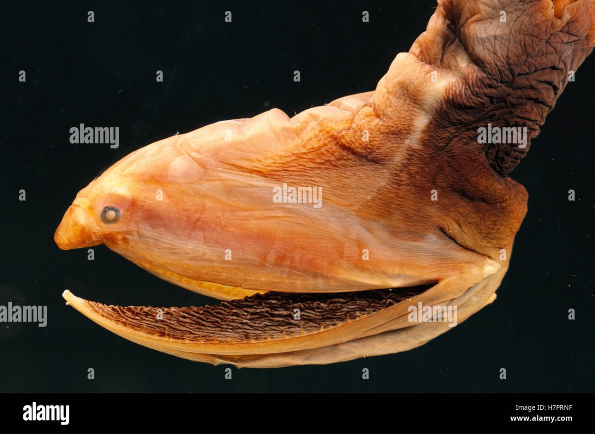 Пеликан мешконос