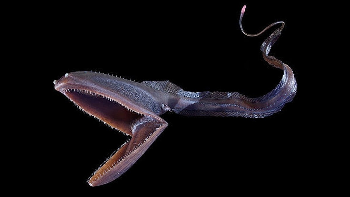 Рыба Пеликан и человек