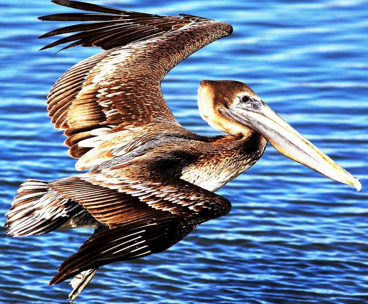 Кудрявый Пеликан в полете