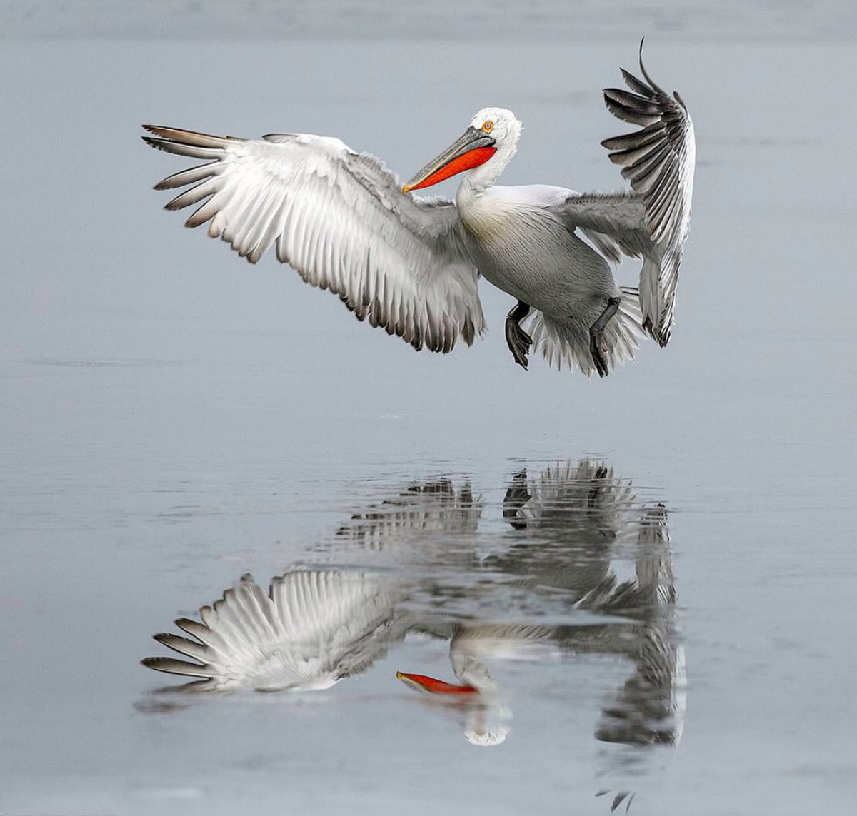 Рыба Пеликан фото