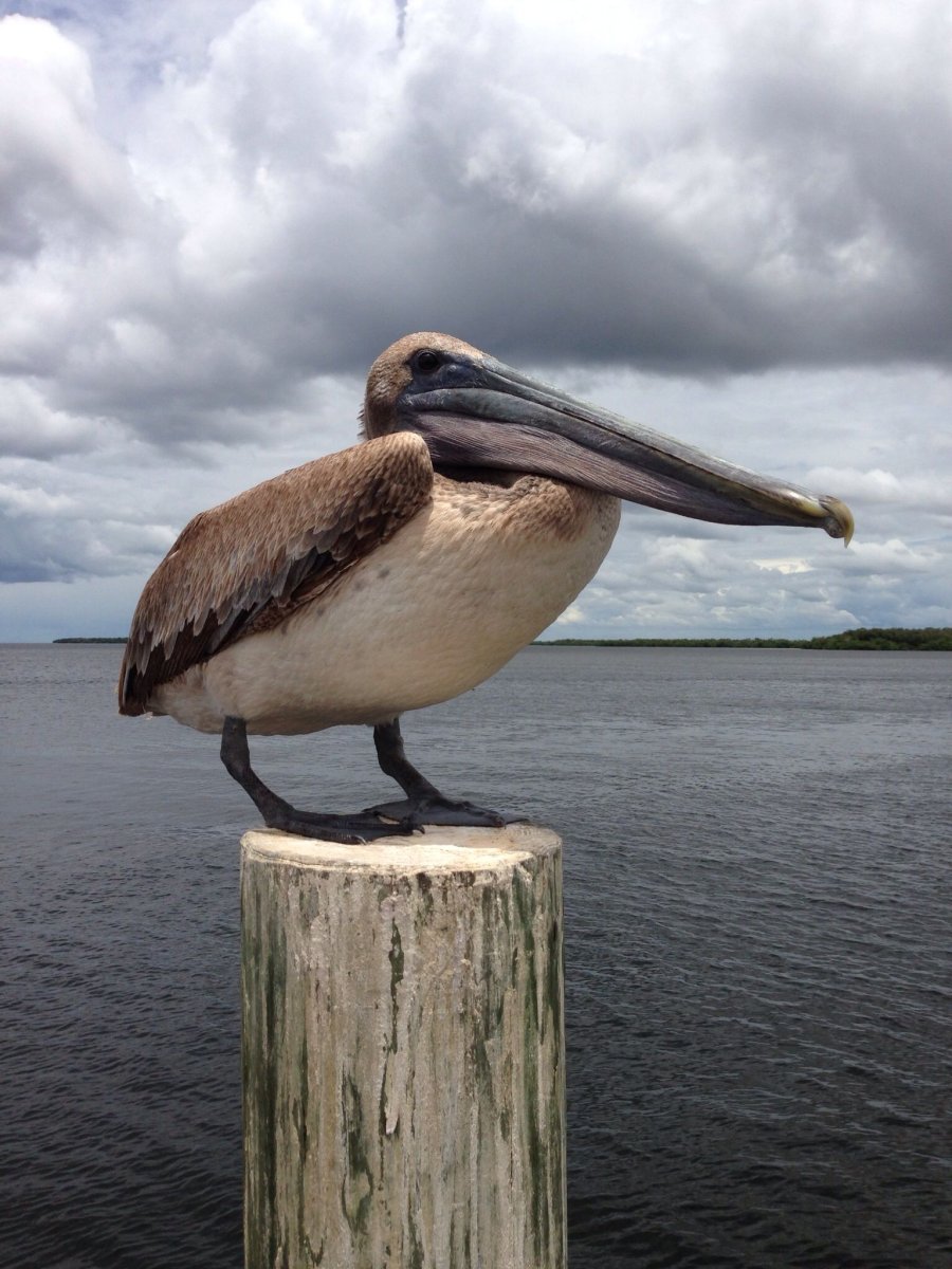 Пеликан мешконос