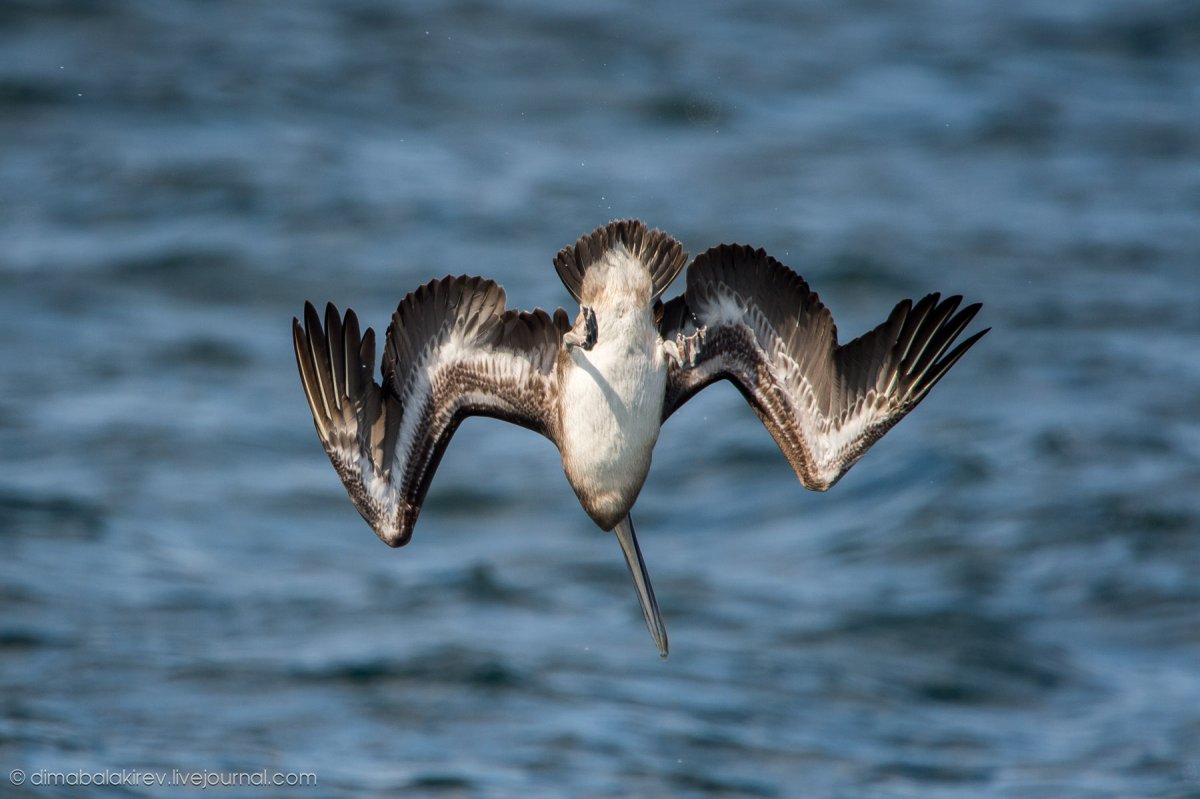 Пеликан Северной Америки