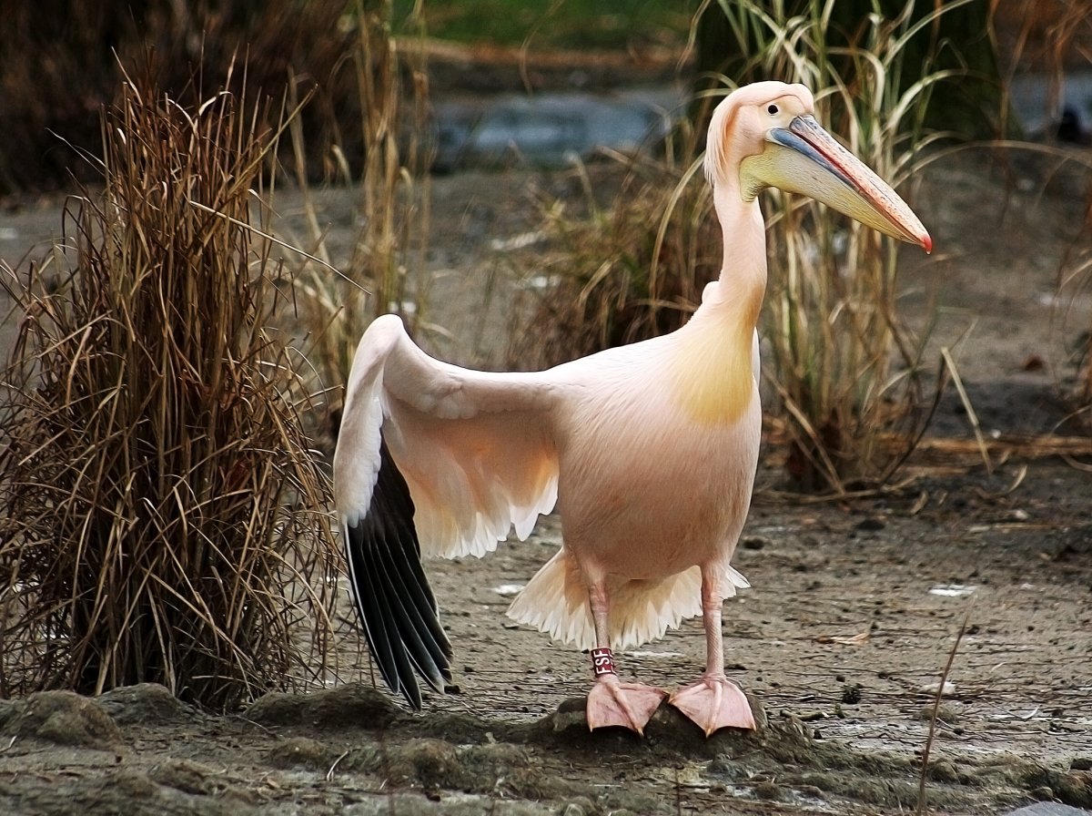 Райская летающая змея