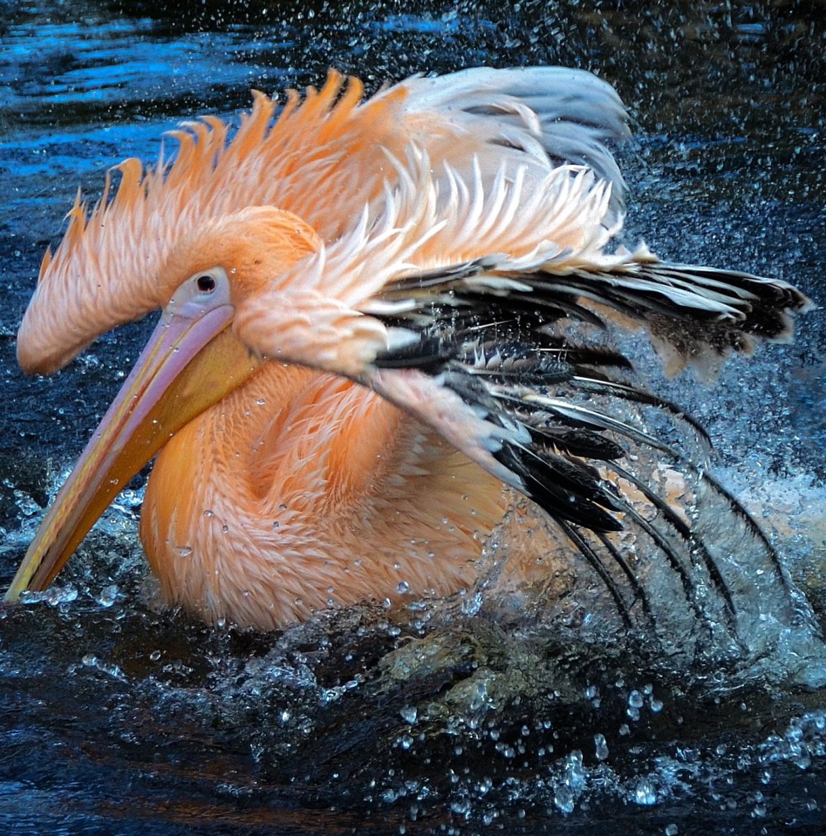 Плавающие птицы