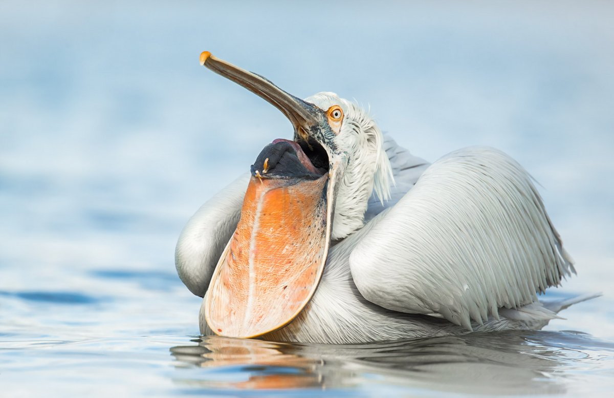 Кудрявый Пеликан Каспийское море