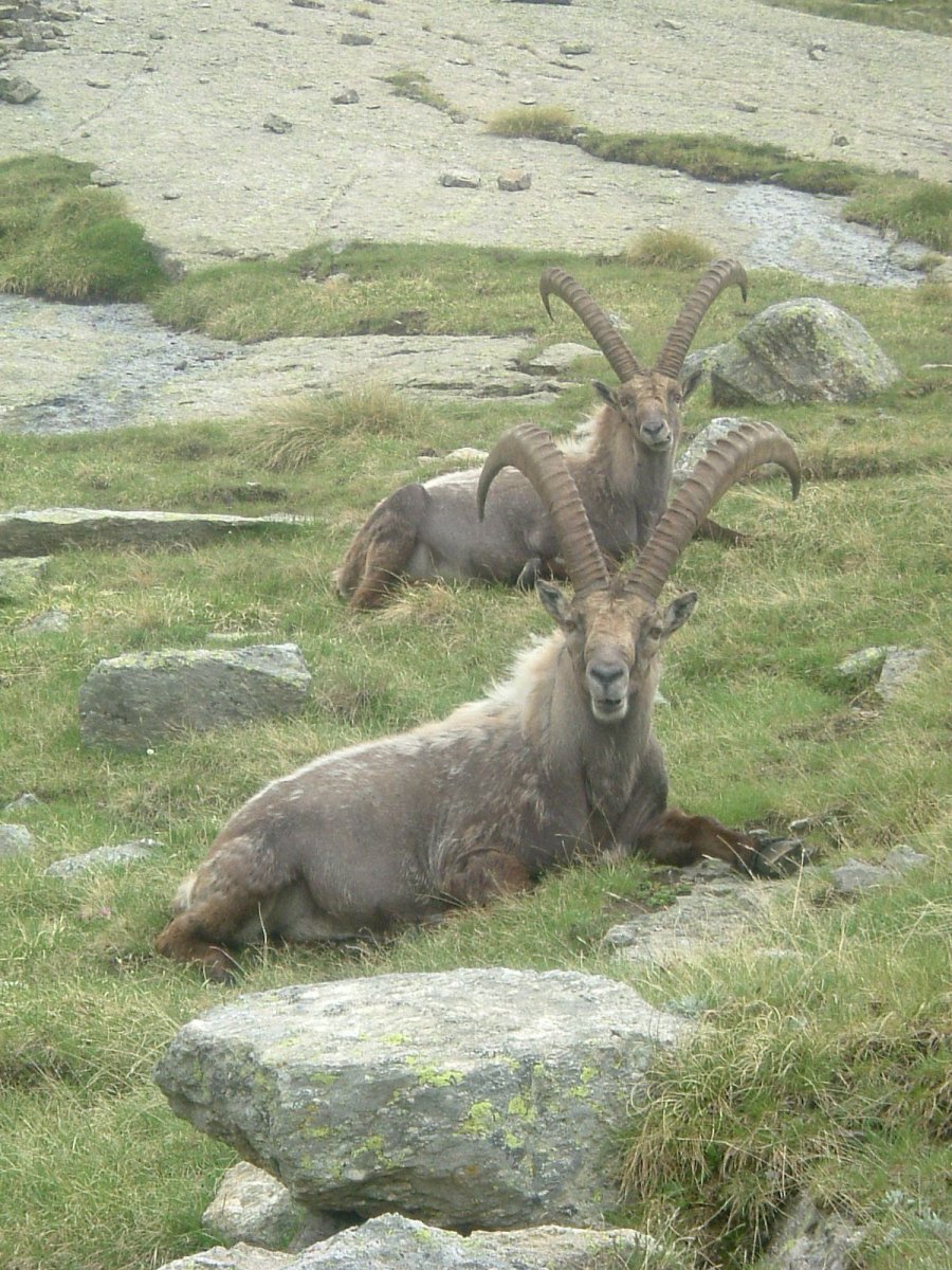 Животные Италии