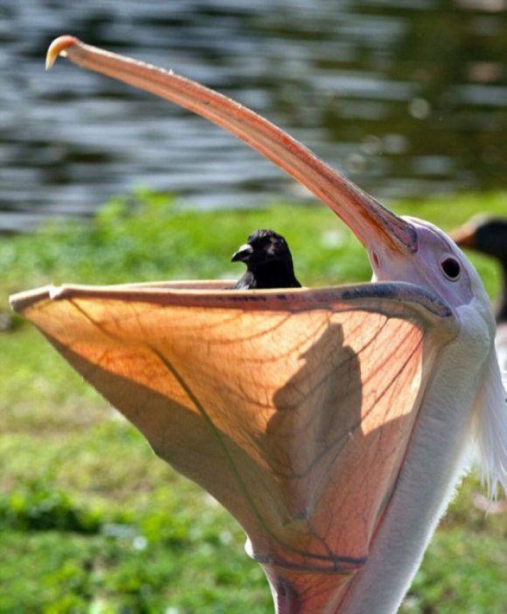 Пеликаны на море фото