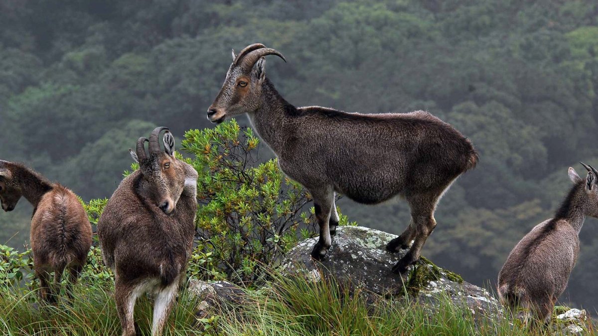 Животный мир Италии