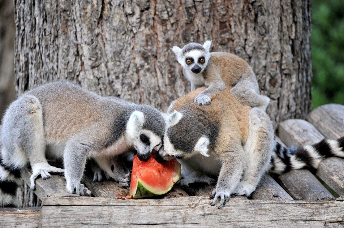 Животный мир Италии